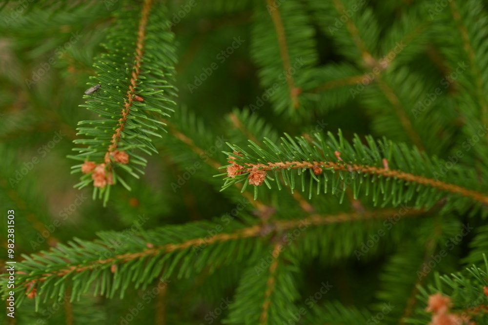 Christmas tree branches texture close up, Christmas concept, Christmas branch tree evergreen close up Christmas tree branches texture close up, Christmas concept, Christmas branch tree evergreen close up