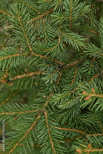 Christmas tree branches texture close up, Christmas concept, Christmas branch tree evergreen close up 