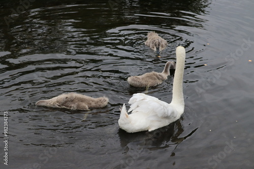 Photography Swans in Dublin