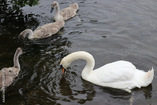 Swans in Dublin