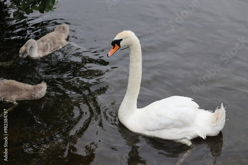 Swans in Dublin