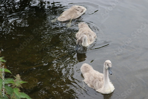 Swans in Dublin