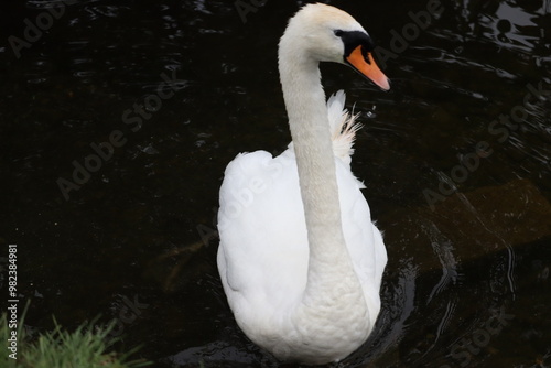 Photography Swans in Dublin