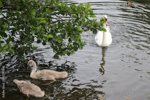 Photography Swans in Dublin