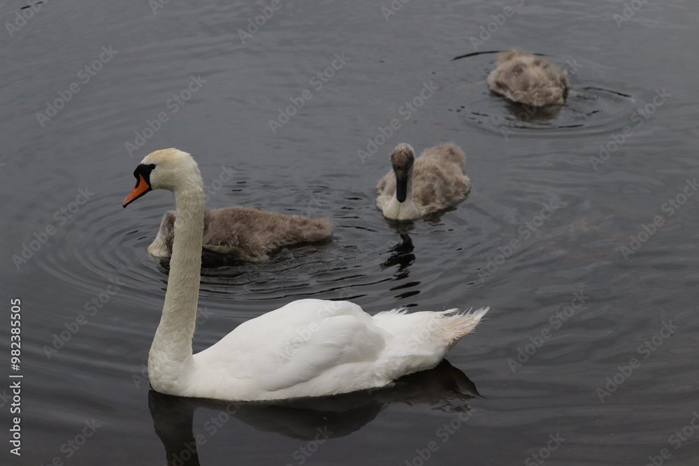 Swans in Dublin Swans in Dublin