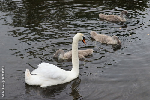 Photography Swans in Dublin