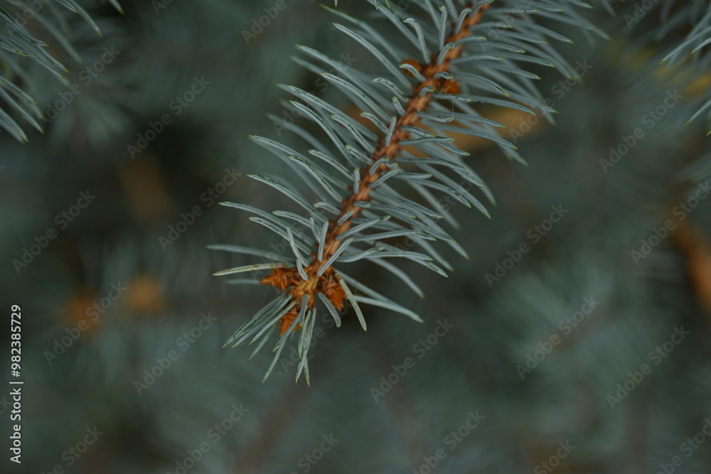 blue Christmas tree branches texture close up, macro green branch Christmas concept, macro blue Christmas branch tree evergreen close up blue Christmas tree branches texture close up, macro green branch Christmas concept, macro blue Christmas branch tree evergreen close up