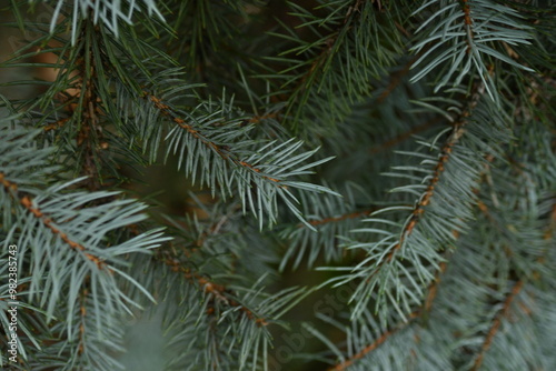 blue Christmas tree branches texture close up, macro green branch Christmas concept, macro blue Christmas branch tree evergreen close up