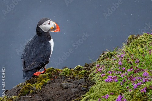 Puffin