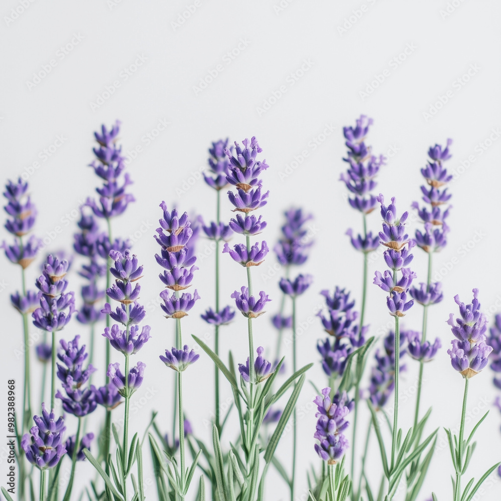 Obraz premium lavender flowers