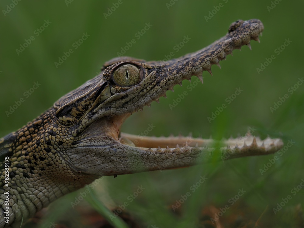 Fototapeta premium potrait crocodile that stretches its mouth to warm its body temperature