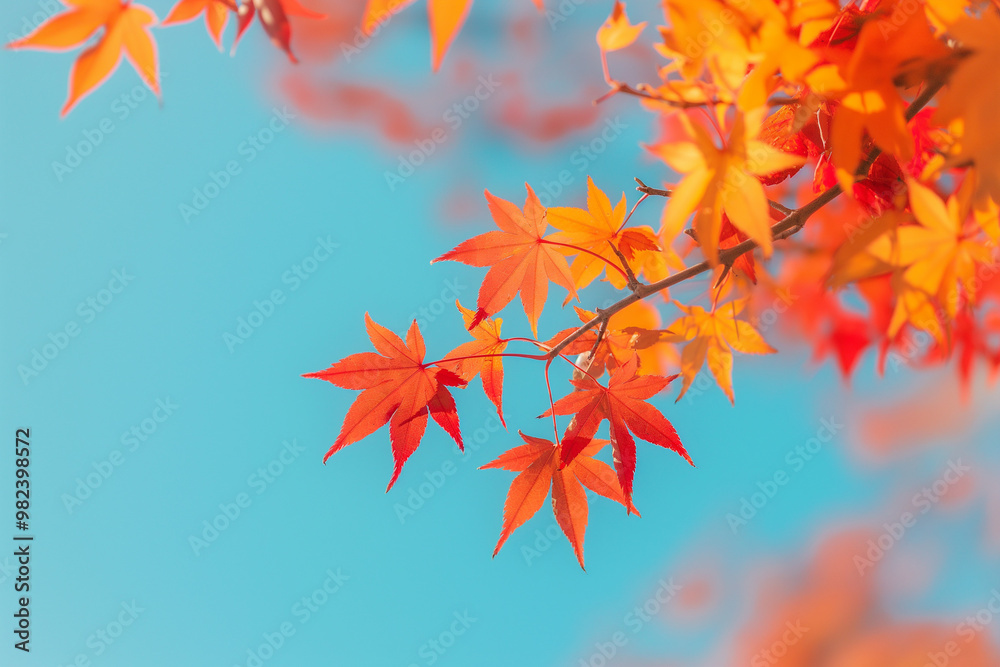 Red maple leaves against a clear blue sky, natural scenery with bright colors, captured with a telephoto lens in natural sunlight Red maple leaves against a clear blue sky, natural scenery with bright colors, captured with a telephoto lens in natural sunlight