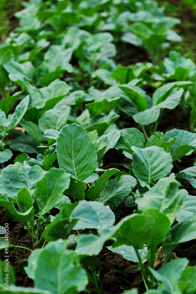 Vertical image of organic vegetables in the farm, healthy green leaf vegetable in the farm. Natural light in the morning. Vertical image of organic vegetables in the farm, healthy green leaf vegetable in the farm. Natural light in the morning.