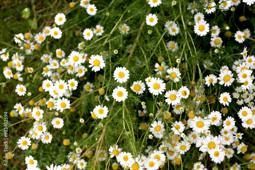 Camomille sauvage en floraison photo