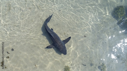 top-down view of an overhead shot from above, capturing the outline and shape of a small shark in shallow water