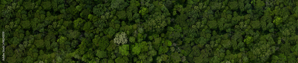 Aerial top view green forest tree texture and background, Natural green forest tree background, Tropical rainforest tree ecosystem environment, Texture and background of green tree forest. Aerial top view green forest tree texture and background, Natural green forest tree background, Tropical rainforest tree ecosystem environment, Texture and background of green tree forest.