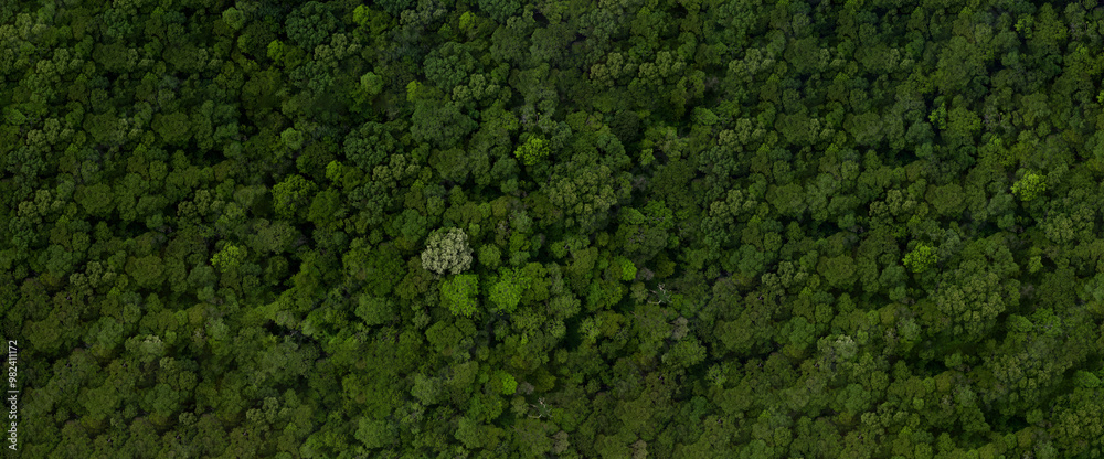 Aerial top view green forest tree texture and background, Natural green forest tree background, Tropical rainforest tree ecosystem environment, Texture and background of green tree forest.