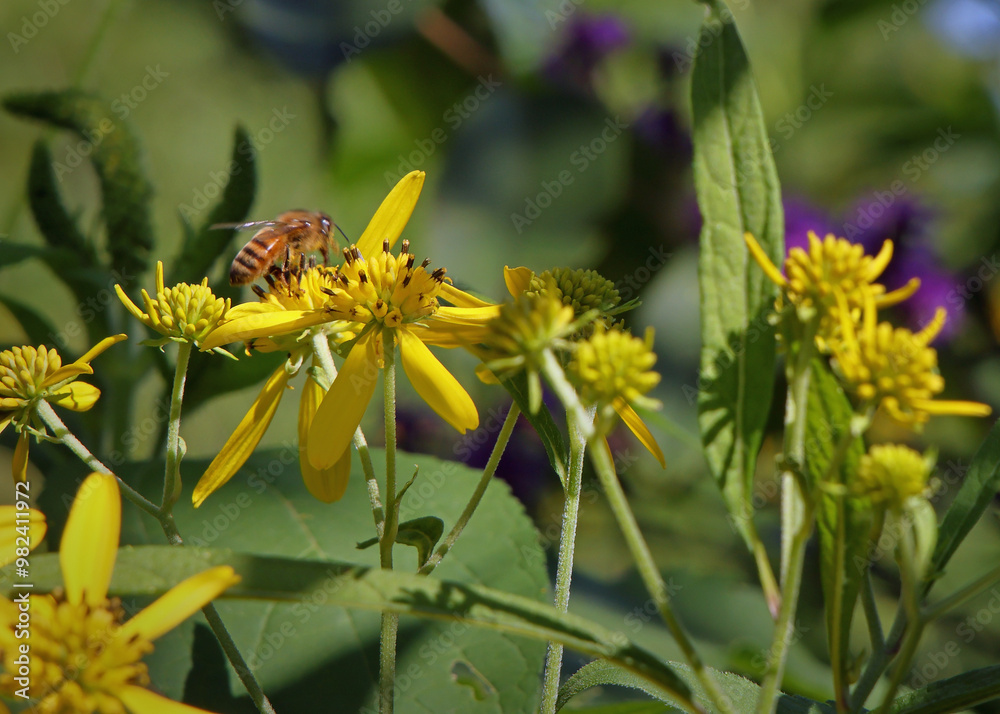 Honeybee sitting on a yellow flower Honeybee sitting on a yellow flower