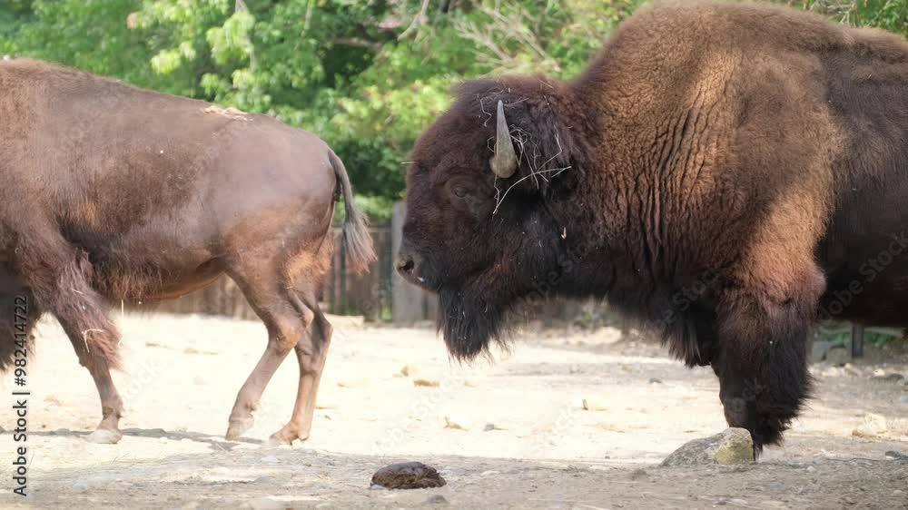 Video shows bison and an elephant forming a unique companionship Video shows bison and an elephant forming a unique companionship