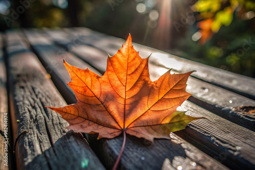 autumn leavesautumn, leaf, maple, fall, leaves, nature, isolated, yellow, season, orange, tree, red, white, color, foliage, brown, plant, seasonal, gold, november, colorful, green, october, object, dr photo