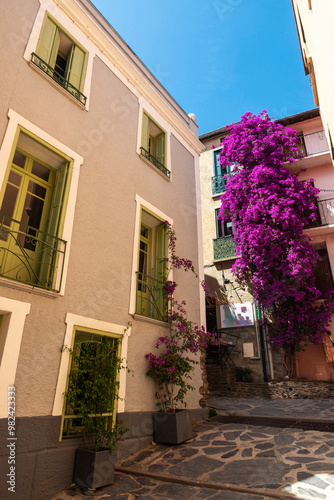 Bougainvillea on a street in Collioure or Cotlliure, France