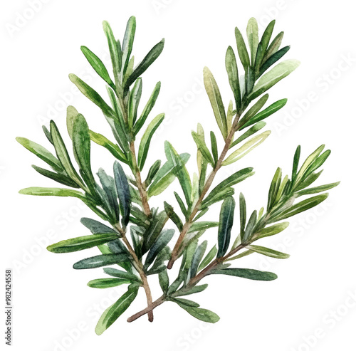 PNG Fresh rosemary sprigs on a white background