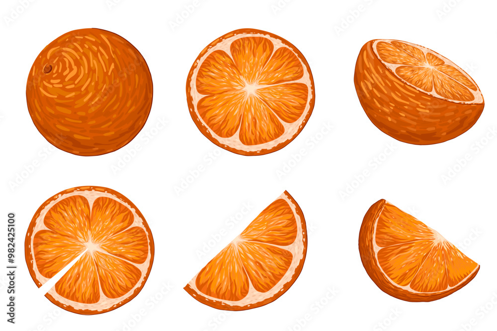 Oranges vector cartoon illustration set. Hand drawn tropical fruit. Whole, half, cut, slice orange fruits isolated on white background. Organic citrus for lemonade, juice, healthy food Oranges vector cartoon illustration set. Hand drawn tropical fruit. Whole, half, cut, slice orange fruits isolated on white background. Organic citrus for lemonade, juice, healthy food