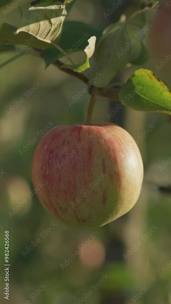 Ripe red and green apple growing on an apple tree. Swaying on wind Ripe red and green apple growing on an apple tree. Swaying on wind