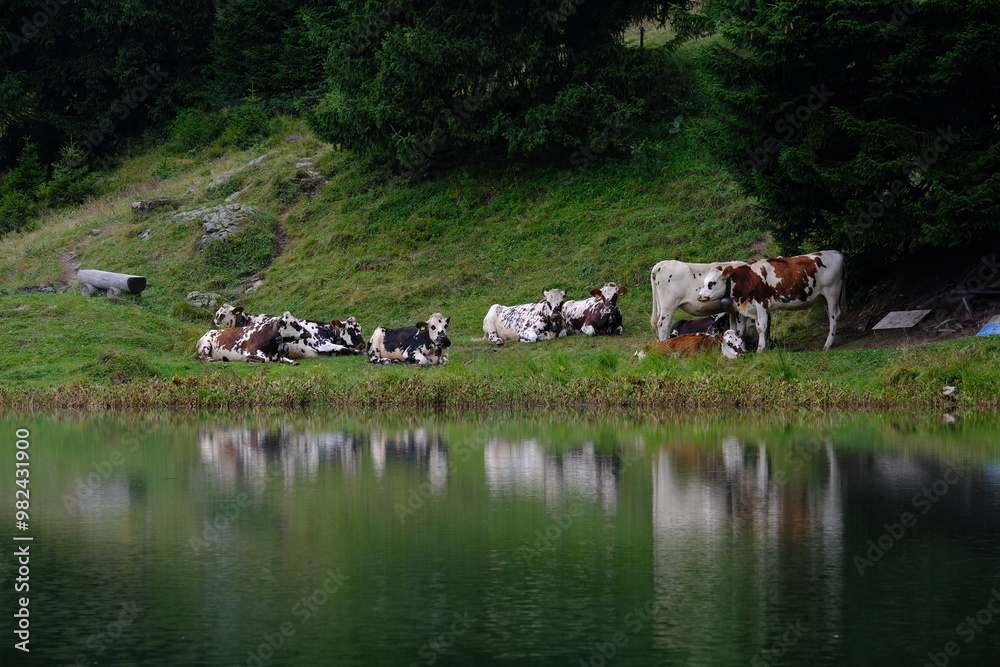 cows in a field cows in a field