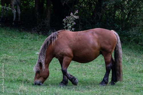 horse in the field