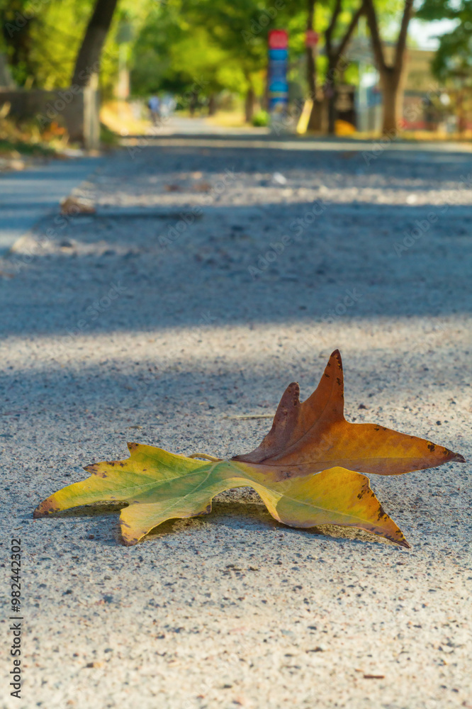 A fallen leaf of yellow-green maple tree that lies on a rough concrete surface of small pebbles on a pedestrian walking road closeup with a perspective. A symbol of the coming autumn season, oblivion A fallen leaf of yellow-green maple tree that lies on a rough concrete surface of small pebbles on a pedestrian walking road closeup with a perspective. A symbol of the coming autumn season, oblivion