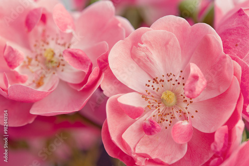 Pink roses on green blur background .