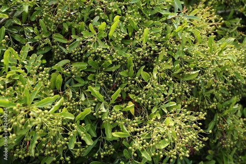 Pyracantha ou buisson ardent photo