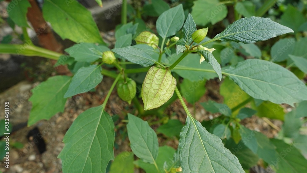 Physalis angulata or ciplukan plant with fruit for herbal medicine. Indonesian herbal plants have many benefits. Physalis angulata or ciplukan plant with fruit for herbal medicine. Indonesian herbal plants have many benefits.