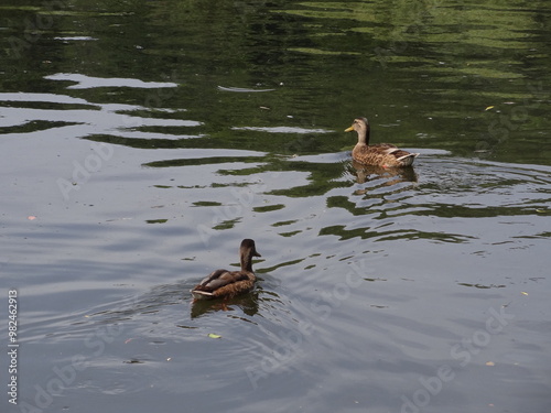 ducks, lake, nature, photo