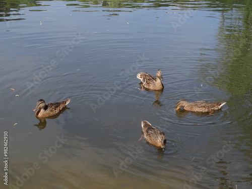 ducks, lake, nature, photo