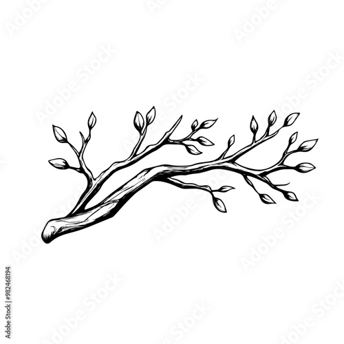 Budding branch hand-drawn illustration for botanical and nature designs. A detailed black and white illustration of a budding tree branch, ideal for botanical prints, nature-inspired art