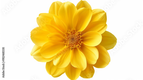 yellow flower isolated on white background