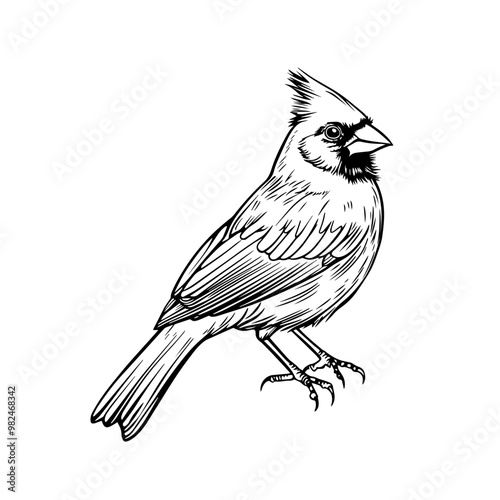 Cardinal bird perched on a branch in black and white line art. A detailed black and white illustration of a cardinal bird sitting on a branch, showcasing elegant line work