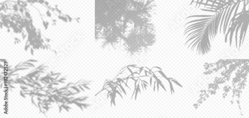Shadow overlay from a tree branch isolated on a transparent background. Set different types of trees.