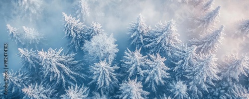 A serene winter landscape featuring frost-covered trees against a soft blue sky, evoking tranquility and natural beauty.