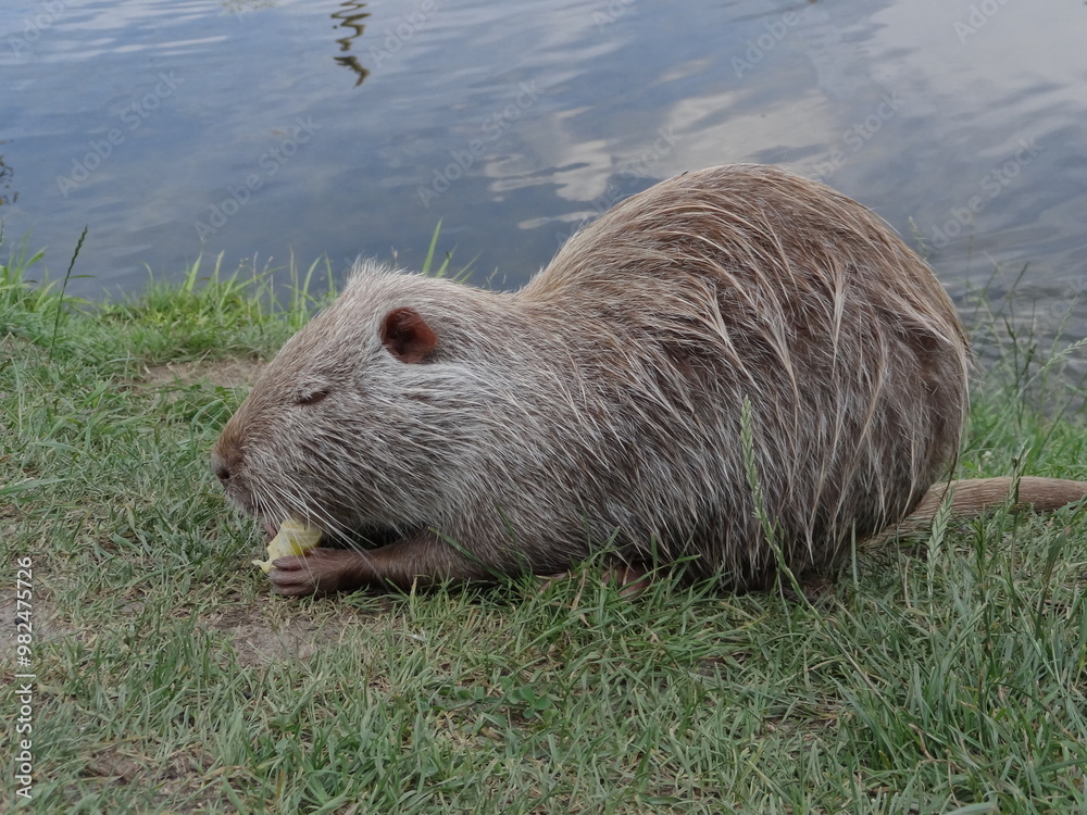 nutria nature animal nutria nature animal