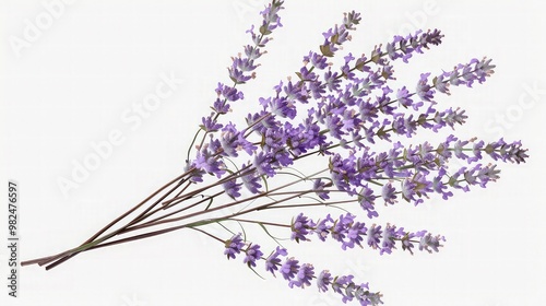 A whimsical branch of lavender flowers, offering a touch of serenity and spring magic. isolated on white background. photo