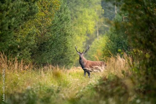 Fototapeta Jeleń w jesiennym lesie