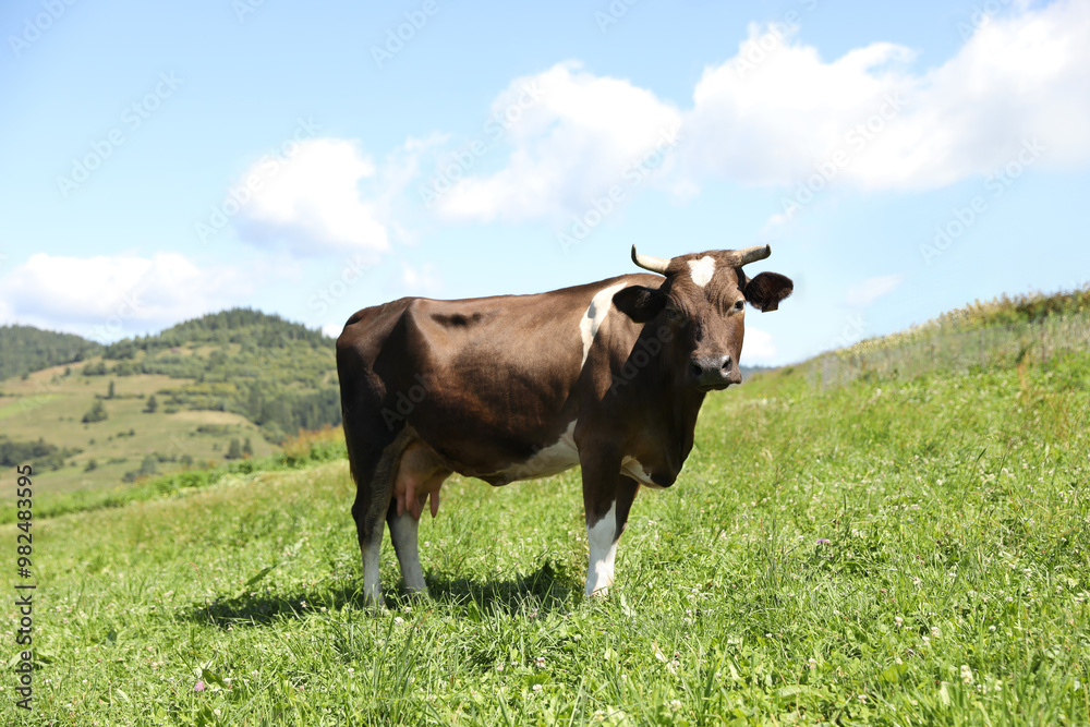 Beautiful cow grazing outdoors on sunny day Beautiful cow grazing outdoors on sunny day