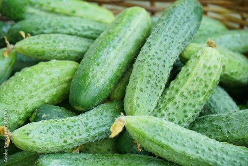 Freshly picked young cucumbers in a wicker basket