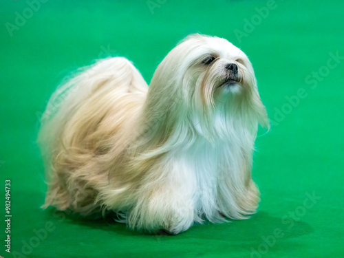 Long haired Lhasa Apso dog