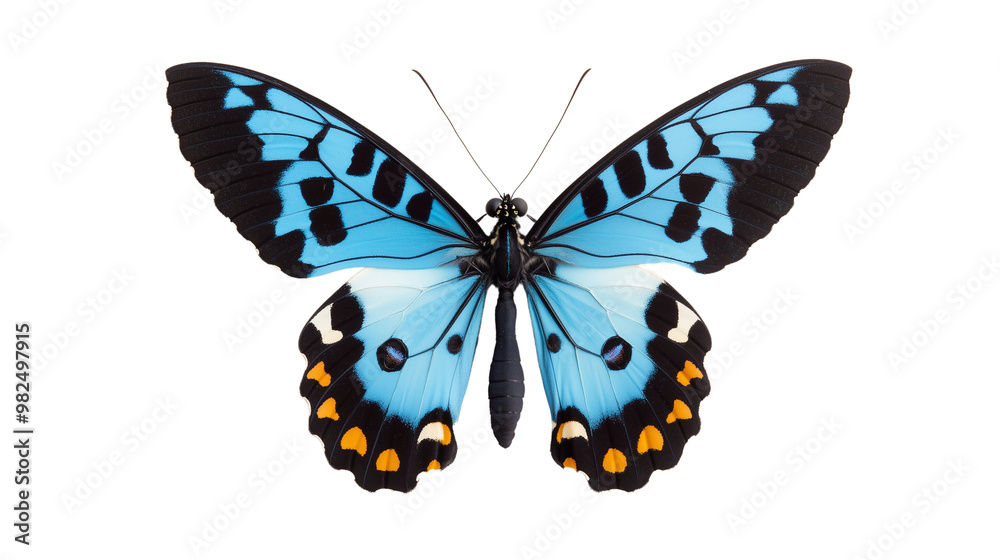 Vibrant blue and black butterfly with orange accents Vibrant blue and black butterfly with orange accents
