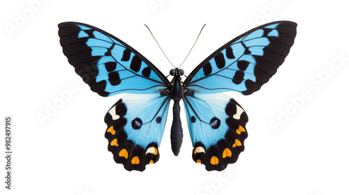 Vibrant blue and black butterfly with orange accents