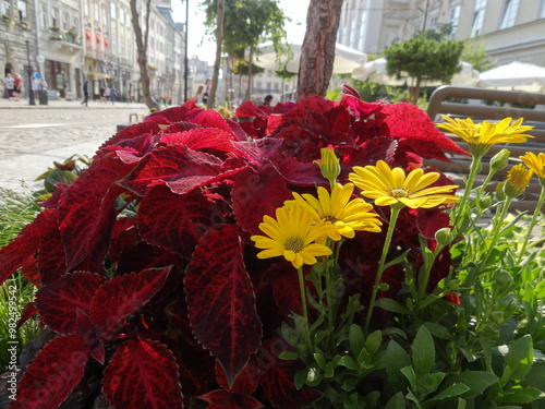 Beautiful flowers

